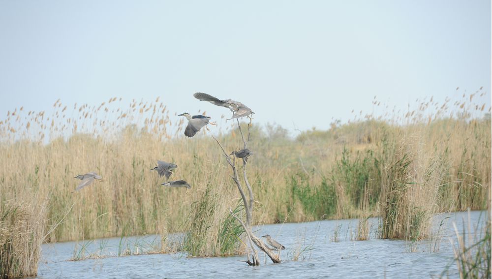 REPETEK döwlet biosfera goraghanasy