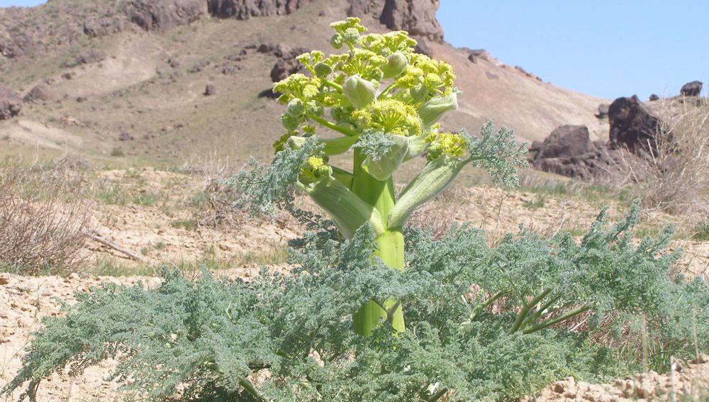 ABOUT MEDICINAL FERULAS IN THE RED DATA BOOK