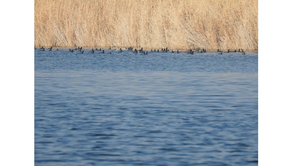 REPETEK DÖWLET BIOSFERA GORAGHANASYNDA KÄBIR ÝER ATLARYNYŇ DÜŞÜNDIRLIŞI