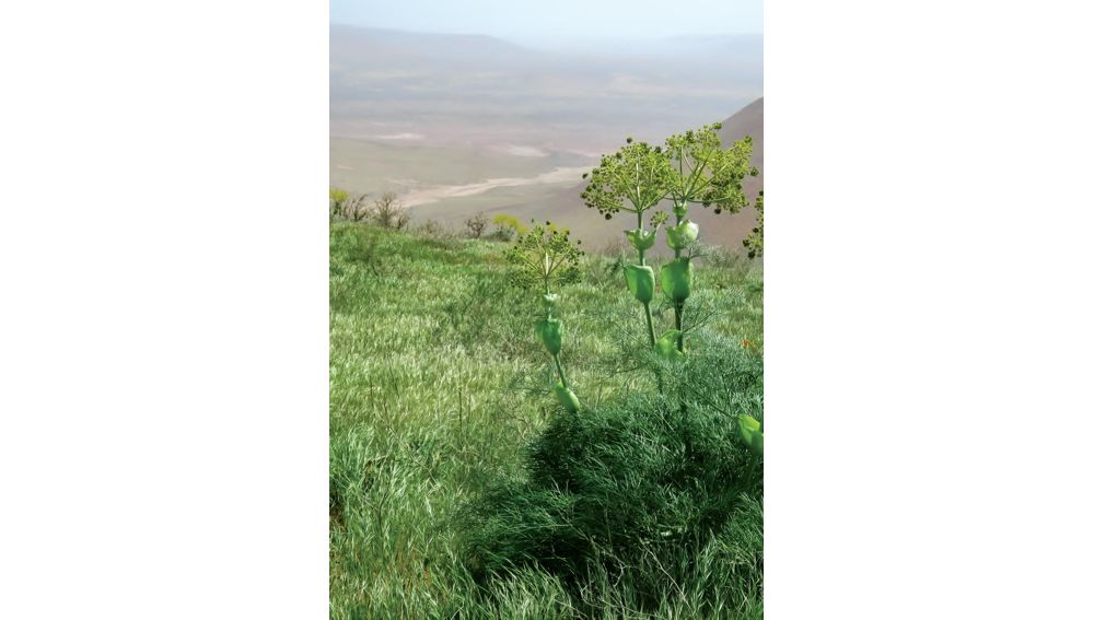 ENVIRONMENT PROTECTION IS A PRIORITY AREA OF STATE POLICY IN TURKMENISTAN