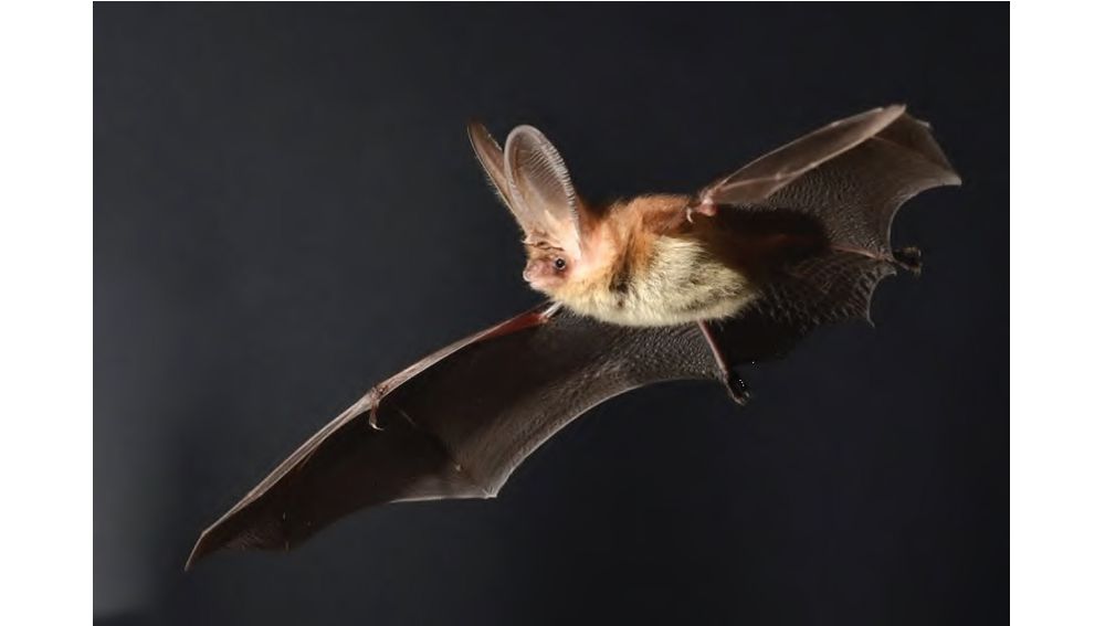 BATS