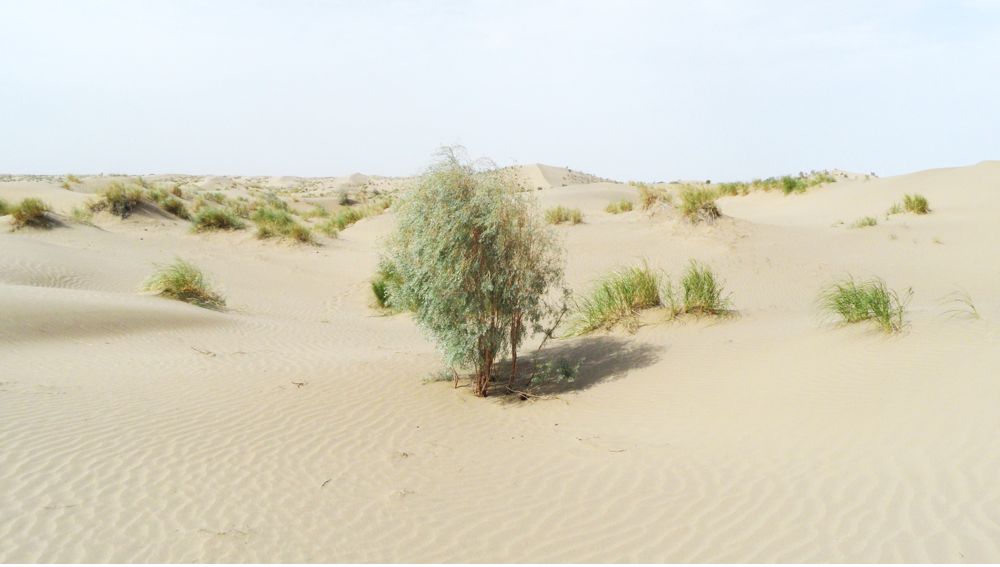 DEVELOPMENT  OF  THE  GARAGUM DESERT