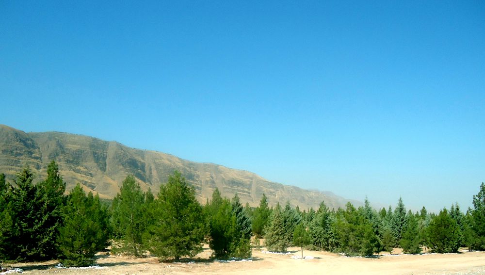 Лес – природное богатство и рукотворный вклад в сохранение экологии