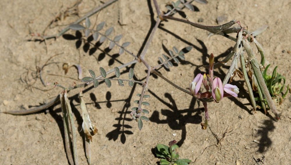 В МИРЕ НАУКИ: НОВЫЙ ВИД - АСТРАГАЛ РУСТАМОВА