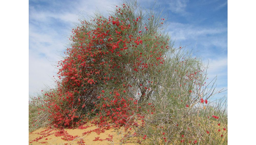 ПРЕДОТВРАЩЕНИЕ ОПУСТЫНИВАНИЯ: НОВАЯ ИНИЦИАТИВА ТУРКМЕНИСТАНА