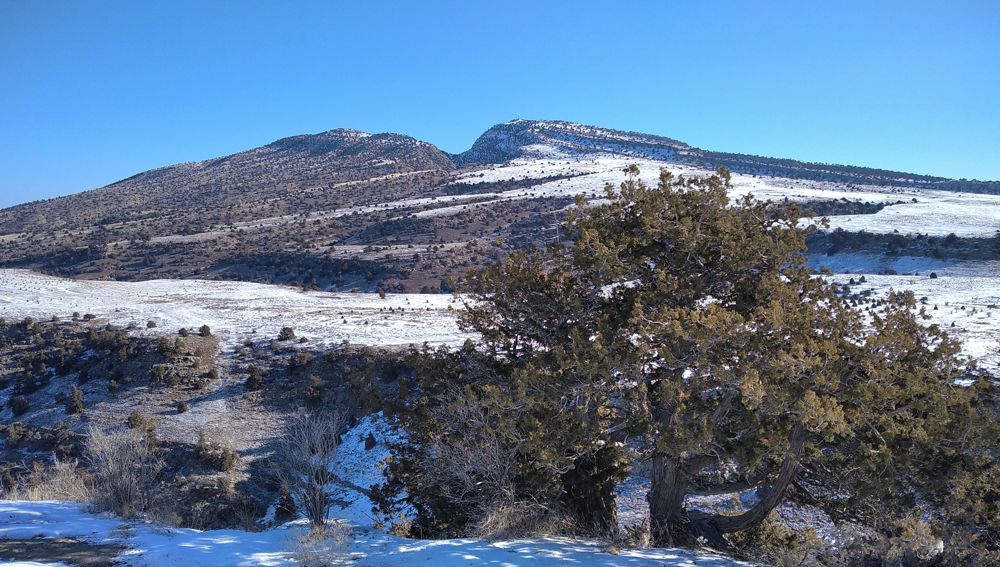 ÝAŞY ULY AGAÇLAR – BOTANIKA TEBIGY ÝADYGÄRLIKLERI