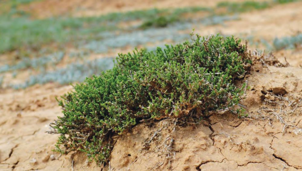 HALOPHYTES  ARE  PLANTS  ADAPTED TO  SALINE  SOILS