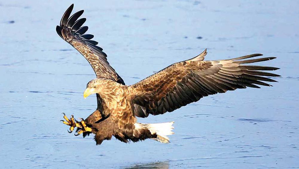 Akguýruk suw bürgüdi