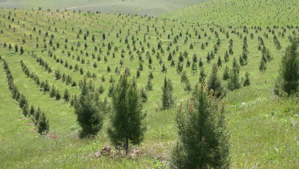 “Diýar gözelligi-erem baglarda”